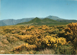 Ile De La Réunion,ile Française,outre Mer,archipel Des Mascareignes,océan Indien,CAFRES - Saint Pierre