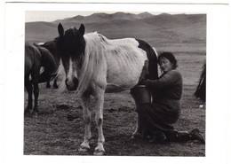 MONGOLIE  MONGOL WOMAN MILKING A MARE IN THE STEPPE GRASSLANDS NEAR  ULAANBAATAR - Mongolia