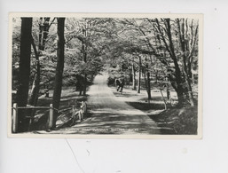 Pumpkin Hill - Burnham Beeches - Bucks (réserve Naturelle) Cp Vierge - Buckinghamshire