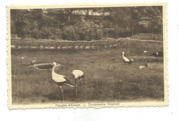 Groenendael Cigogne D'Europe - Höilaart