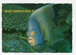AK 053350 AUSTRALIA - N.Q. - Great Barrier Reef - Blue Angel Fish - Great Barrier Reef