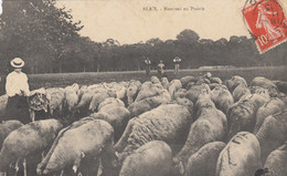 Delcampe - CPA (30) ALAIS Moutons En Prairie  (defaut Coin Haut Gauche) - Alès