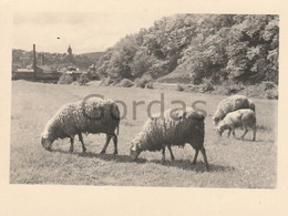 Germany - Siegen - Sheep - Photo 60x80mm - Siegen