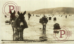 CARTE PHOTO  RPPC   CARMARTHENSHIRE    THE COCKLE BEDS FERRYSIDE BURROS ANE DONKEY EZEL - Carmarthenshire