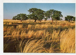 AK 053355 NAMIBIA - Namib-Parks - Namibië