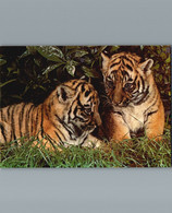 Petits Tigres Du Bengale - Nés à Thoiry - Parc De Thoiry - 78 - 1980 - Tijgers