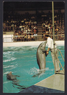 DOLFINARIUM  ,  DOLPHINES ,  OLD  POSTCARD - Dolfijnen