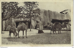 ANIMAUX - CHAMEAUX Et DROMADAIRES - Camels And Dromedary ( Jardin Zoologique De Vincennes ) - Sonstige