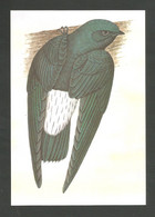 Oiseau Hirondelle Chaetura Thomensis Entier Postale Sao Tome Et Principe Swallow Bird Stationary St Thomas & Principe - Rondini