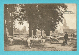 * Dadizele - Dadizeele (Moorslede) * (Albert - Foto Centrale G. Gyselynck, Uitg Herman - Hoet) Basilique, Berger Mouton - Moorslede