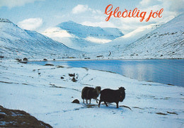 Faroe Islands PPC Gledilig Jol Úr Skálabotni From Skálabotnur (Sheep Scharf) 1988 To LYNGBY Denmark Rheumatism Vignette - Faeröer