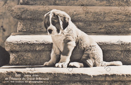 CARTOLINA  BOURG SAINT PIERRE,VALAIS,SVIZZERA,JEUNE CHIEN DE L"HOSPICE DU GRAND ST-BERNARD,BOLLO STACCATO,VIAGGIATA - Bourg-Saint-Pierre 