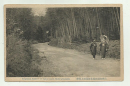 BAMBOOS FOREST AT MOGI ROAD NEAR NAGASAKI - NV FP - Other & Unclassified