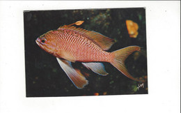 MONACO MUSEE OCEANOGRAPHIQUE  BARBIER POISSON    ANTHIAS             ****      A    SAISIR  *** - Oceanographic Museum