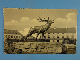 Arlon Le Cerf Bramant - Arlon