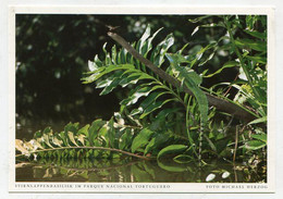 AK 054402 COSTA RICA - Stirnlappenbasilisk Im Oarque Nacional Tortuguero - Costa Rica