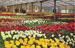 KEUKENHOF, LISSE, SOUTH HOLLAND, NETHERLANDS. Circa 1962 USED POSTCARD Ke8 - Lisse