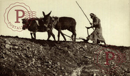 RPPC CARTE PHOTO     PLOWING  AMERICAN COLONY    BURROS ANE DONKEY EZEL BURRO - Attelages