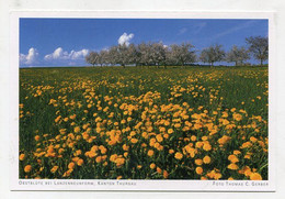 AK 054547 SWITZERLAND - Obstblüte Bei Lanzenneunform - Autres & Non Classés