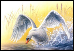 CM/MK - BLANCO** - BUZIN - Cygne Tuberculé / Knobbelzwaan / Stummer Schwan / Cygnus Olor - Oiseaux En Mouvement - Cisnes