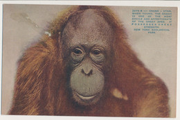 New York Bronx ZOO, USA - Orangutan - Bronx