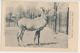 New York Bronx ZOO, USA - Roan Antelope - Bronx