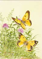 Butterflies -Colias Croceus, The Clouded Yellow And Red Clover, Trifoleum Pratense (1994 Guernsey Stamp-Card) - Mariposas