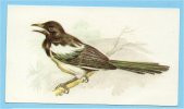 Grandee British Birds Collection - 28 - Magpie (Pica), Pie Bavarde, Ekster - Player's