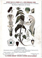 Plantes Médicinales 5 Planches Ortie Parietaire Pensée Chiendent Houx  Publicité Exibard 1920 Très Bon état - Plantas Medicinales