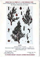 Plantes Médicinales 5 Planches Sabine Saponaire Sauge Scille Souci Publicité Exibard 1920 Très Bon état - Geneeskrachtige Planten