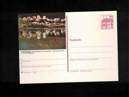 Germany / Deutschland Birds Interesting Postal Stationery Postcard - Flamants