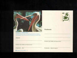 Germany / Deutschland Birds Interesting Postal Stationery Postcard - Pélicans