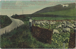 Westbury   White Horse.   -    1912   Cheddar - Salisbury