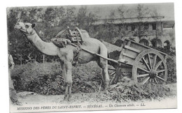 CPA  Sénégal  Mission Des Pères Du Saint Esprit Un Chameau Attelé - Guinée