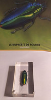 Collection "Insectes Et Autres Bestioles" N°9 : Le Bupreste De Foudre - Altri & Non Classificati