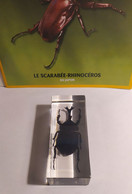 Collection "Insectes Et Autres Bestioles" N°6 : Le Scarabée Rhinocéros Du Japon - Andere & Zonder Classificatie