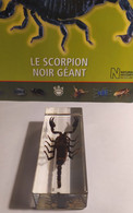 Collection "Authentiques Insectes" N°3 : Le Scorpion Noir Géant - Otros & Sin Clasificación