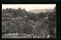 AK Madeira, Palmenlandschafts-Idylle - Madeira