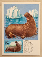 RUSSIE Mammiferes Marins,  Elephant De Mer .Yvert N°4502 Carte Maximum FDC, 1er Jour 1978 - Autres & Non Classés