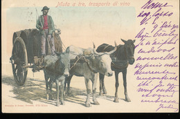 Italie --  Muta A Tre, Transporto Di Vino ( 1901) - Attelages