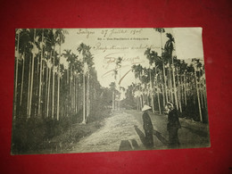 CARTE POSTALE VIETNAM COCHINCHINE SAÏGON N°50 UNE PLANTATION D'AREQUIERS 1906 Voyagé Sans Timbre - Viêt-Nam