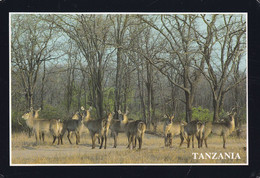 Tanzania PPC Waterbucks Ngorongro Crater 1997 GREVE STRAND Denmark (2 Scans) - Tanzania