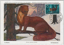 52737 - Yugoslavia  -  MAXIMUM CARD - 1960  ANIMALS: Pine Marten - Zonder Classificatie