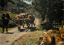 ATTELAGE DE BOEUFS - Auvergne - Wagengespanne