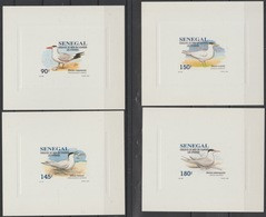 Sénégal 1993 / 1995 Mi. 1394 - 1397 Epreuve De Luxe Proof Oiseaux De Mer En Danger Sternes Mouettes Vögel Birds - Meeuwen