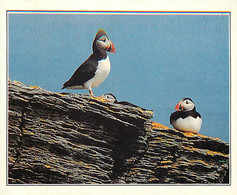 Animaux - Oiseaux - Oiseaux De Mer - Macareux Moine - Bretagne - Puffins - Papageitaucher - CPM - Voir Scans Recto-Verso - Oiseaux