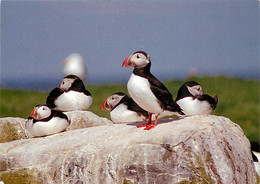 Animaux - Oiseaux - Oiseaux De Mer - Macareux Moine - The Farne Islands - Puffins - Papageitaucher - CPM - Voir Scans Re - Oiseaux