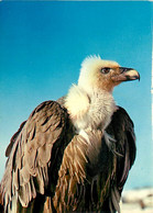 Animaux - Oiseaux - Rapaces - Zoo De Fréjus - Aigle - Eagle - CPM - Voir Scans Recto-Verso - Vogels