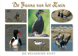 Animaux - Oiseaux - De Fauna Van Het Zwin - Multivues - CPM - Voir Scans Recto-Verso - Oiseaux