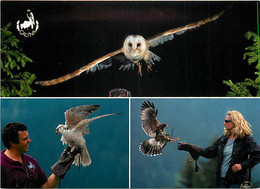 Animaux - Oiseaux - Schleiereule - Geiialke - Marris Hawk - Multivues - CPM - Voir Scans Recto-Verso - Vogels